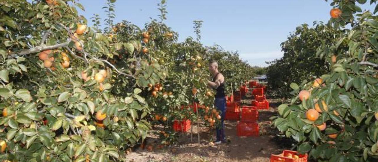 El caqui frena su ascenso y dejará esta campaña un 15 % menos de beneficio