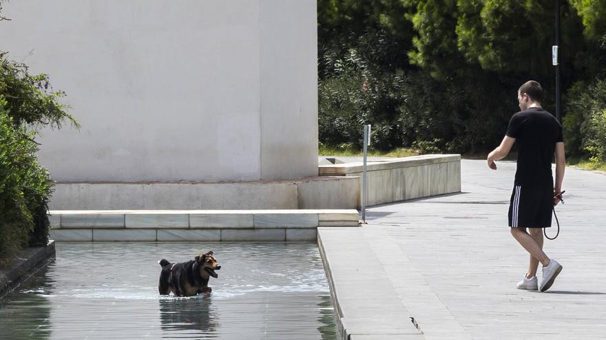 Campaña de seguridad en los parques de València: &quot;Los perros deben ir atados&quot;