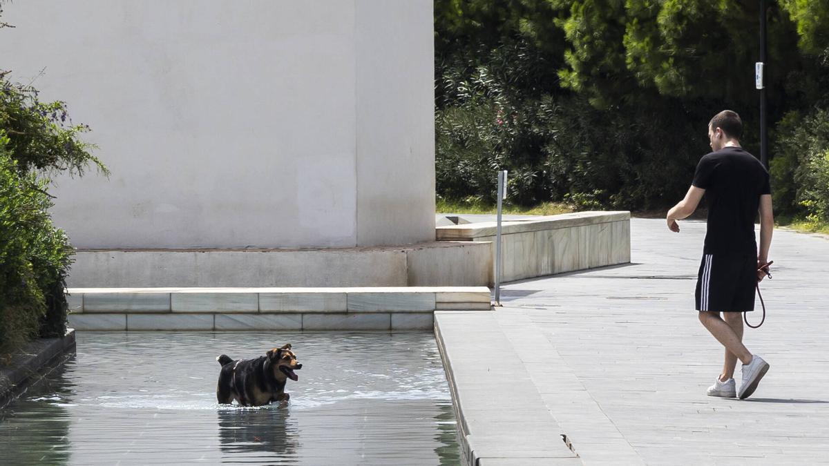 Un perro y su dueño en el Parc Central de València