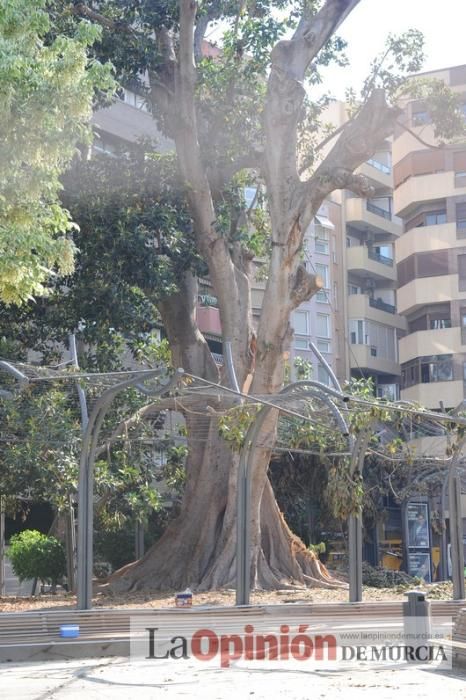 El día después de la caída de la rama del ficus de