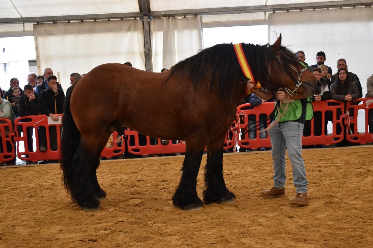 Una pasada edición del certamen equino allerano.