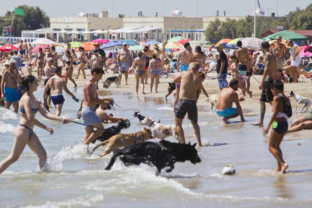 La playa para perros de Pinedo, a reventar