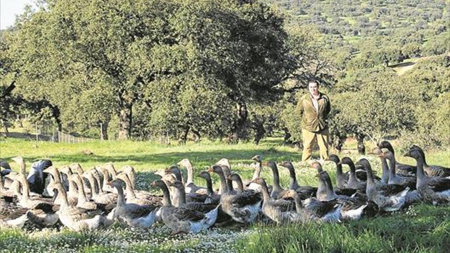 La patería de Sousa abrirá una sala de sacrificio de ocas en dos meses