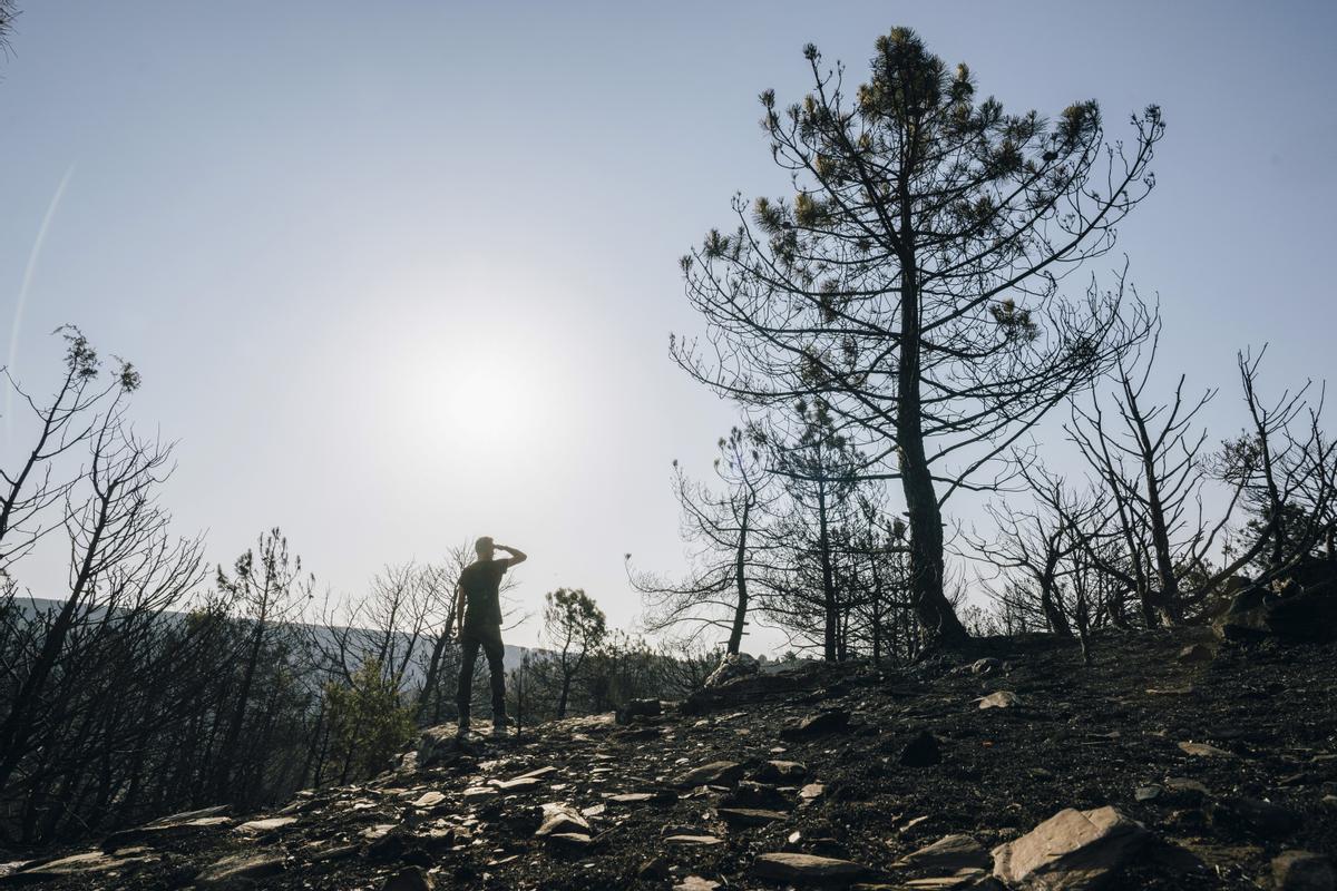  Zona arrasada por las llamas este domingo tras el incendio declarado el día anterior en la localidad abulense de Cebreros. 