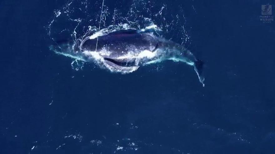 El intenso rescate que ha liberado a una ballena atrapada en una red en Australia