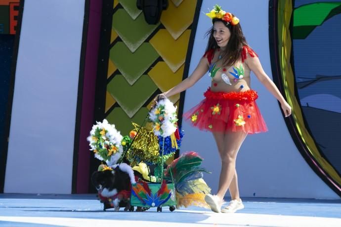 24.02.19. Las Palmas de Gran Canaria. Carnaval 2019. Concurso Carnaval Canino 2019. Anhara Mayor Sánchez, presenta a Koly, con la fantasía "Con brillo y color luce la ilusión". Foto Quique Curbelo