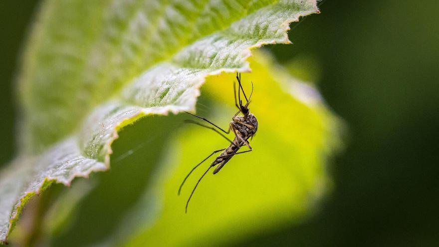 Las mejores plantas repelentes de mosquitos