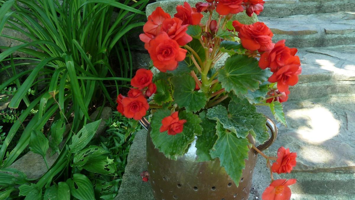 Begoniaceae | Begonia: todo lo que debes saber para el cuidado de estas plantas