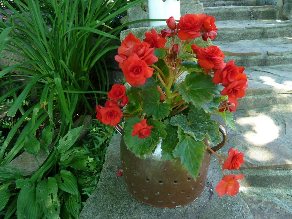 Begoniaceae | Begonia: todo lo que debes saber para el cuidado de estas plantas
