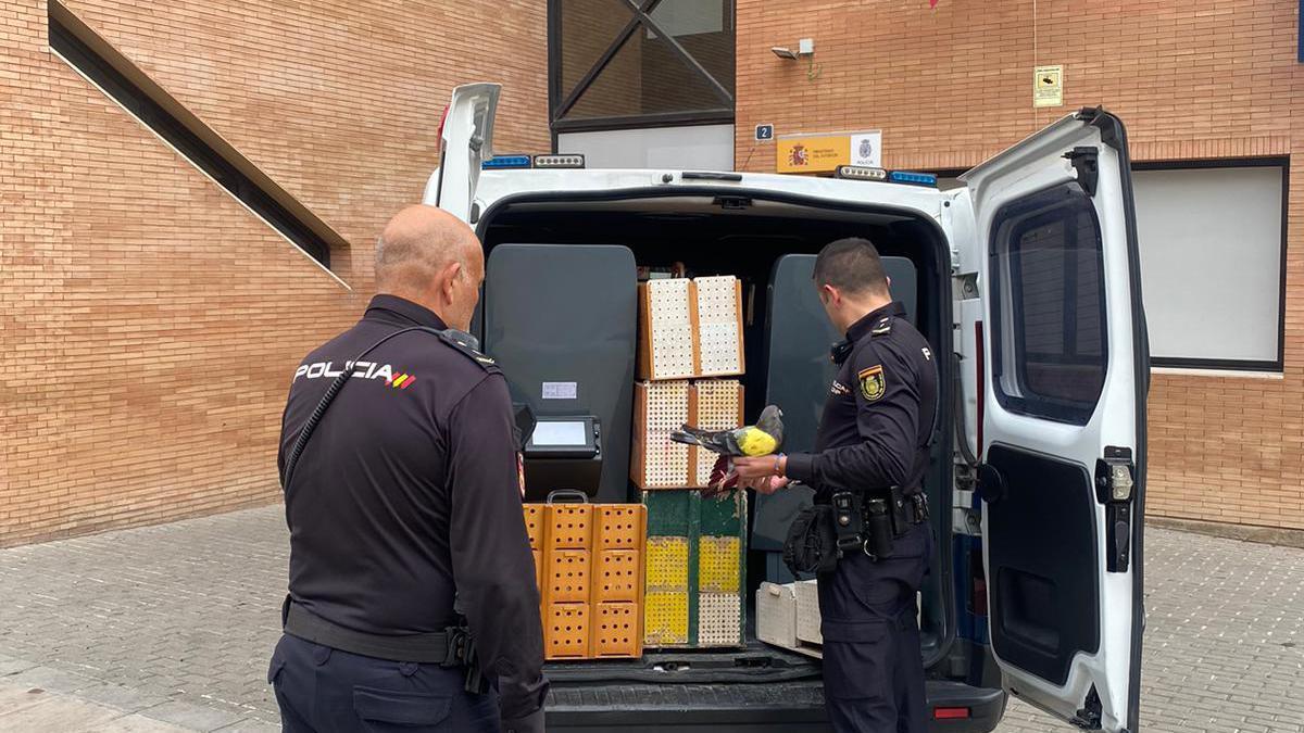 La Policía con las cajas con palomos recuperados en Alicante.