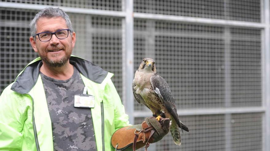 Juan Carlos Hernández posa con un halcón llamado Leti.