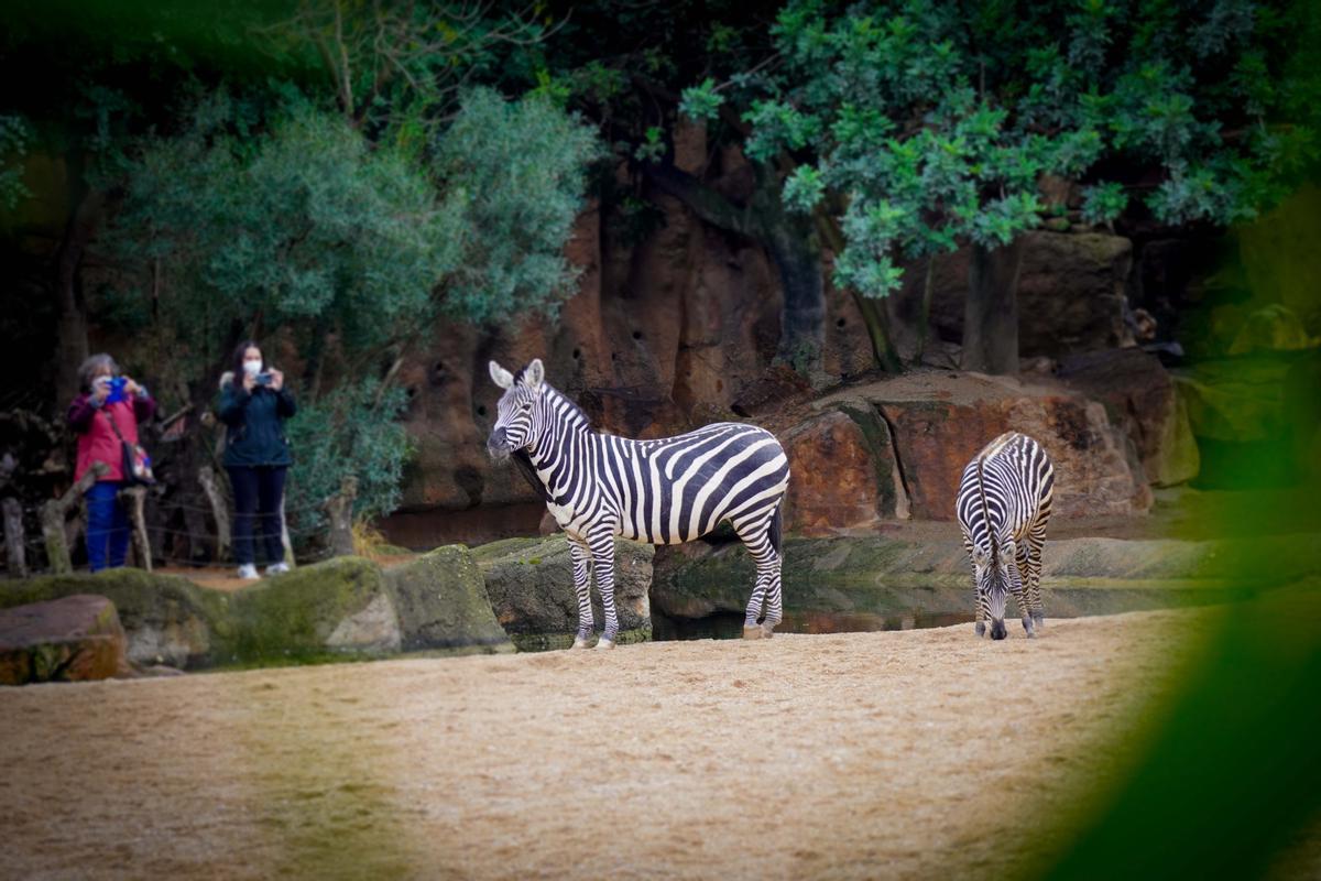 Cebras en la la sabana BIOPARC Valencia