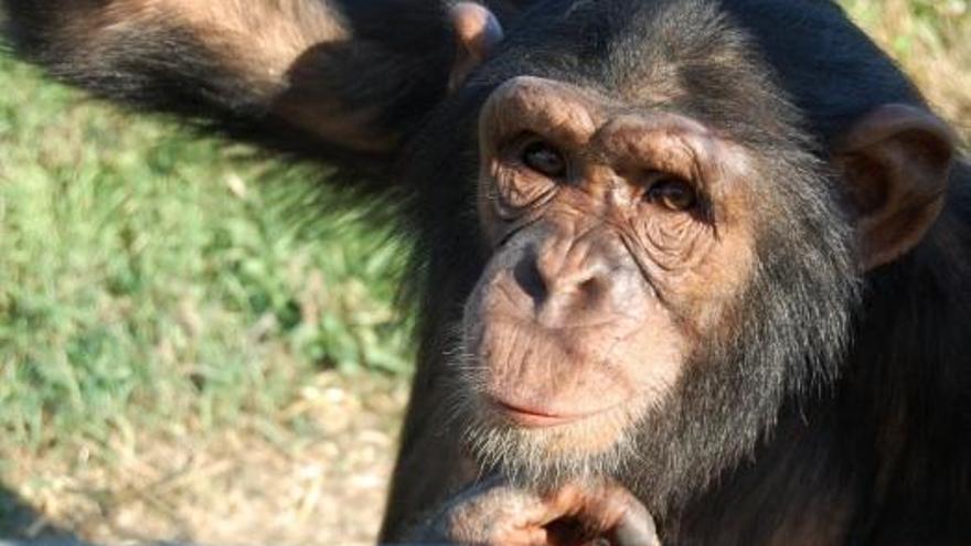 La UdG ofereix un nou postgrau sobre l&#039;estudi dels primats