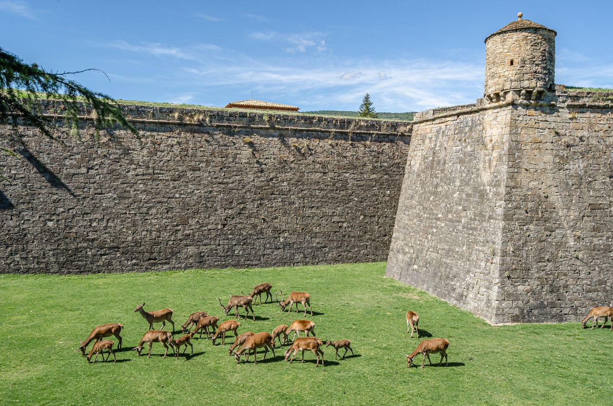 En el foso de la ciudadela de Jaca viven ciervos en semilibertad desde 1974.