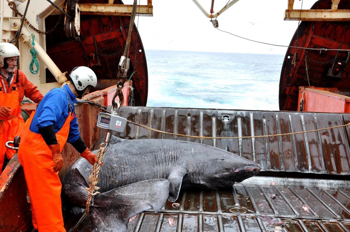 Un tiburón de Groenlandia capturadoaccidentalmente por el buque de investigación 'Pâmiut' en el suroeste de Groenlandia.