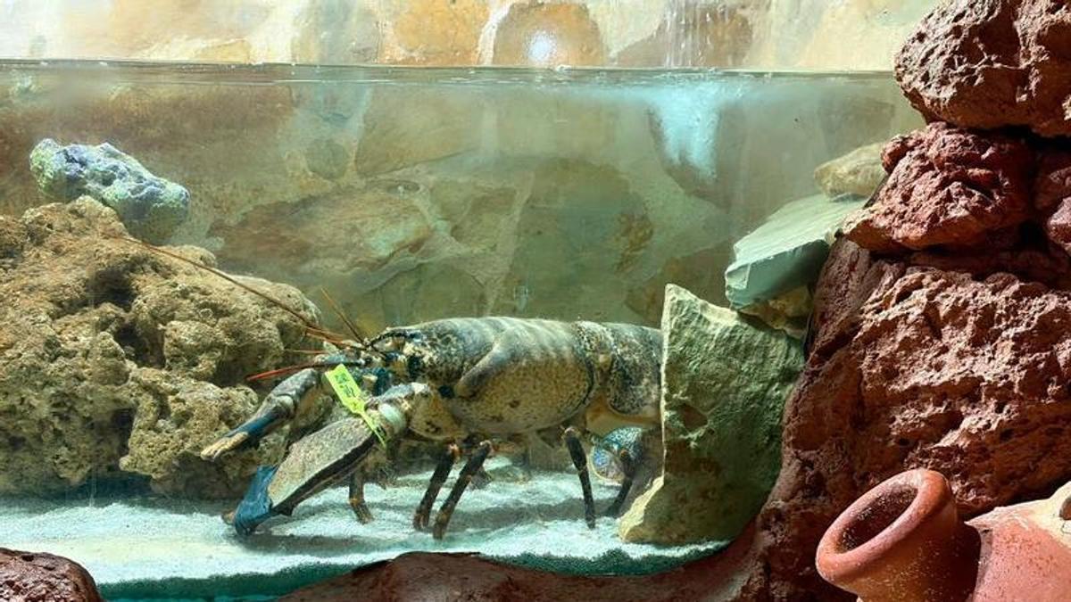 La langosta indultada del Aquarium de Cap Blanc