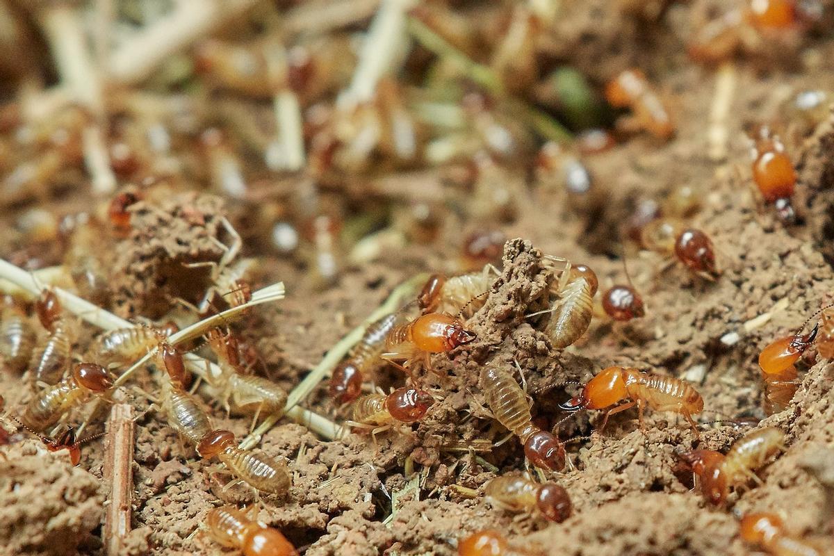 Las termitas son el grupo de insectos sociales subterráneo más numeroso.
