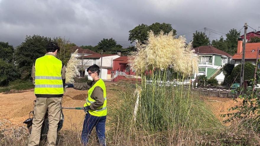 Galicia Ambiental actúa en Lalín y Silleda contra la hierba de la Pampa