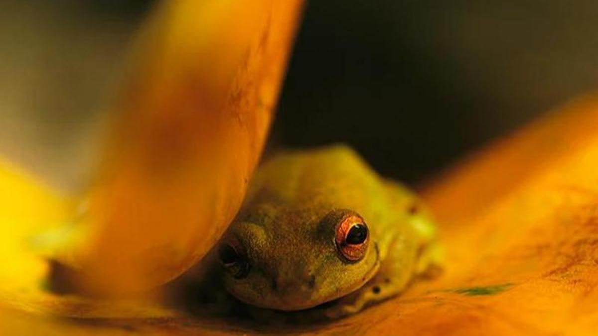 Fotografía de una rana reposando en el Parque Nacional de Loango