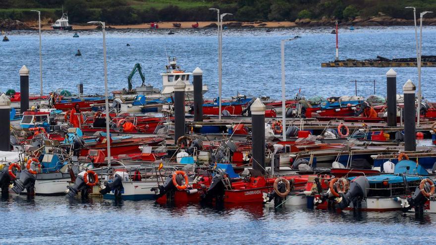 A Illa diseña un proyecto de engorde de almeja con la que poblar su playas