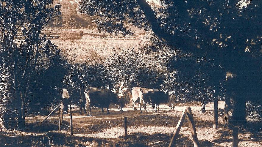 Tareas de labrado y siembra en la finca de la institución científica/ Amando Ordás/ CSIC /