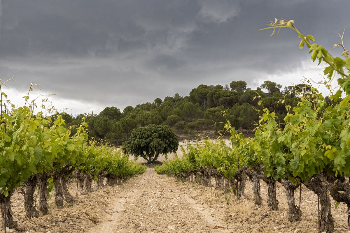 Bodegas Vega Sicilia.