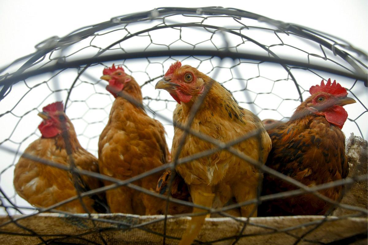 DAI01 THANH TRI (VIETNAM) 4/2/2009.- Cuatro gallinas en una jaula en el distrito de Thanh Tri, a unos 30 kilómetros al sur de Hanoi, Vietnam, el 02 de febrero de 2009. Cientos de pollos han sido sacrificados tras haber dado positivo por la gripe aviar en una provincia del sur de Vietnam. Más de 460 patos contrajeron la enfermedad a principios de año en una granja de Ca Mau, pero sus responsables tardaron dos semanas en avisar a las autoridades, por lo que temen que la epidemia pueda haberse extendido a otras regiones. EFE/DAI KUROKAWA