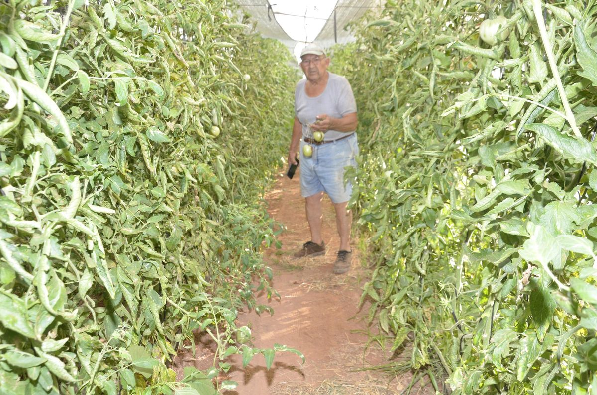 Imagen del campo que ha sido arrasado por los ladrones.