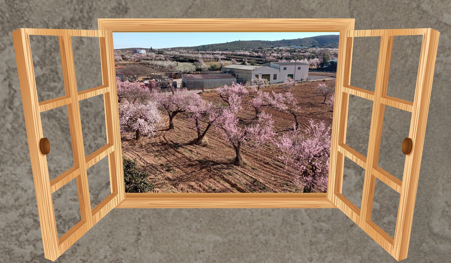 Imágenes de almendros en Albocàsser