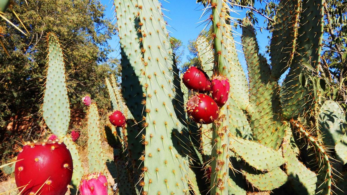 Figues de moro, fruita de tardor.