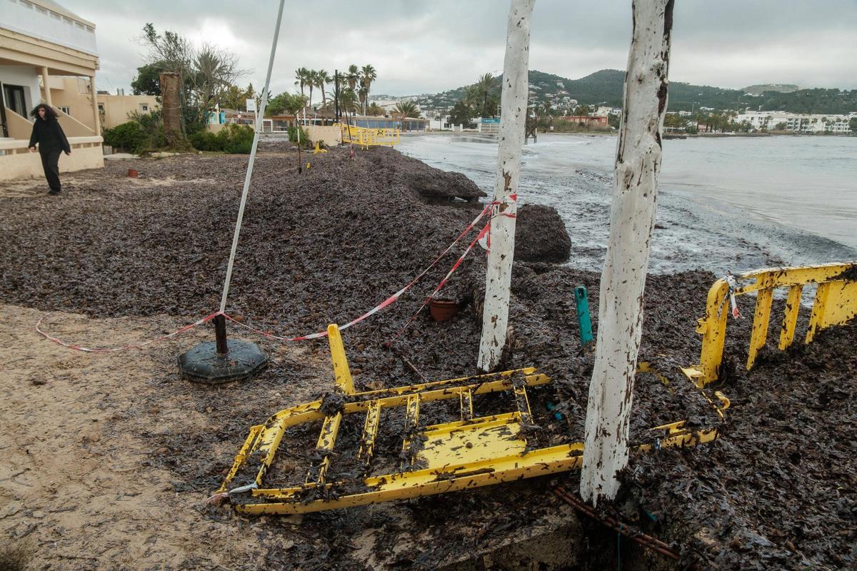 Las algas se han comido las vallas instaladas por el ayuntamiento