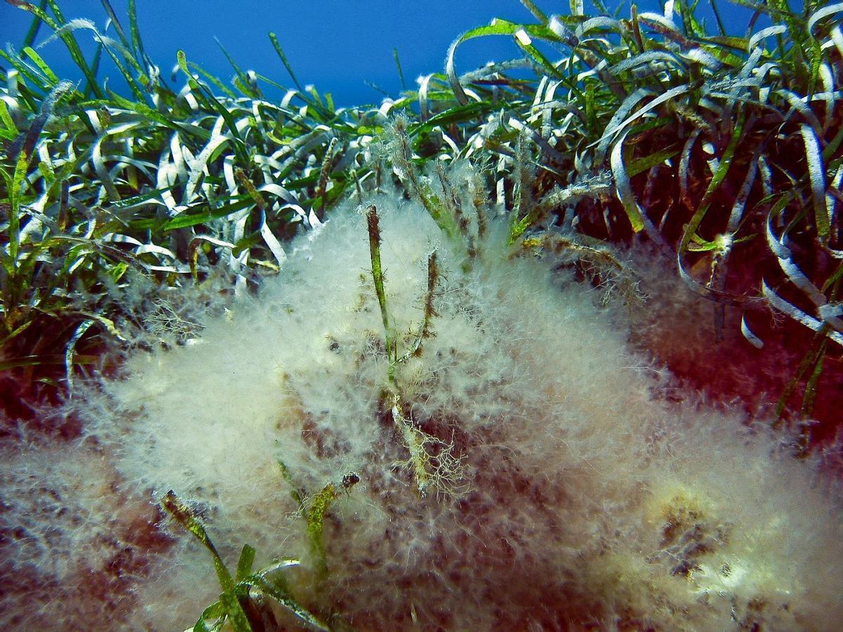 Lophocladia lallemandii, alga que devora la posidonia