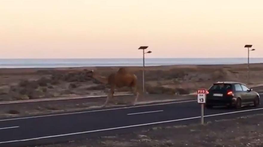 Un camello se 'pasea' por Fuerteventura