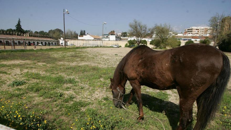 La cesión a Córdoba Ecuestre impulsa el Centro Internacional del Caballo y el cambio de fisonomía radical de las desconocida Huerta de Caballerizas