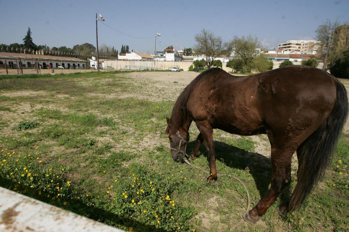 Imagen de un caballo en las Huertas de Caballerizas.