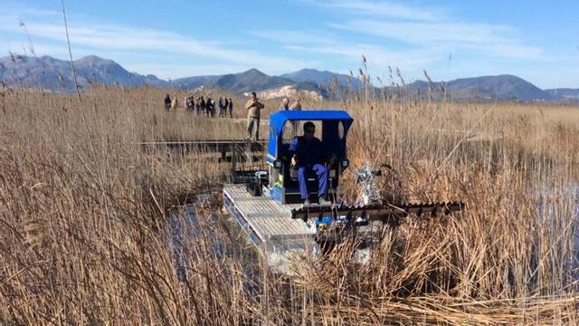 Reintroducen el pastoreo en  la marjal de Pego-Oliva para recuperar un ave amenazada