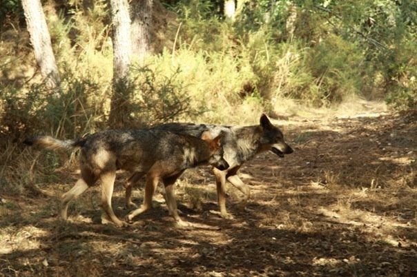 Una pareja de lobos en un monte gallego.