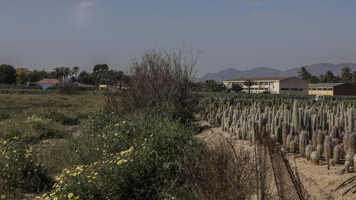 Casas de campo en una finca rústica de Elx, en una imagen de archivo.