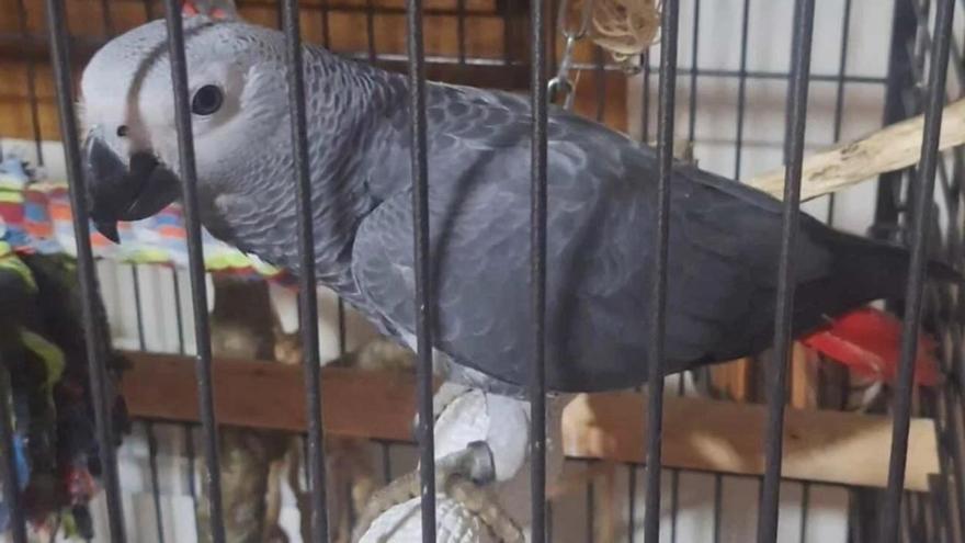 En busca de Sito, el loro gris perdido en Vilaboa
