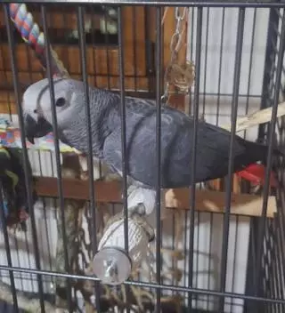 En busca de Sito, el loro gris perdido en Vilaboa