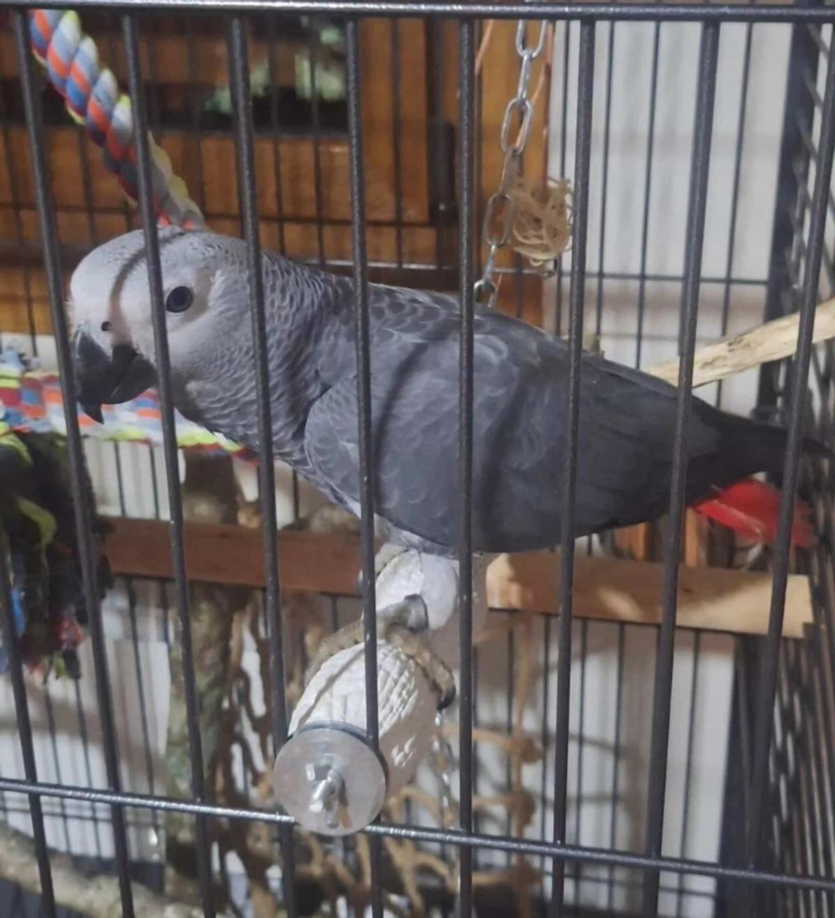 El loro Sito