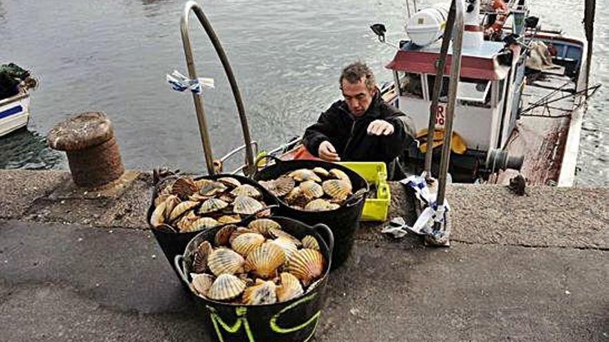 Un pescador descarga vieiras en un puerto gallego.