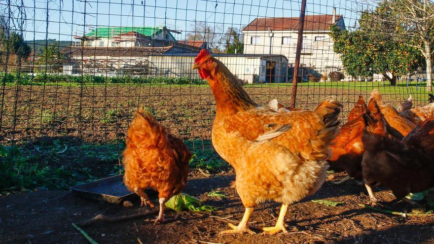 Un gallinero en la localidad de Vilanova, en el lugar de Pontearnelas.