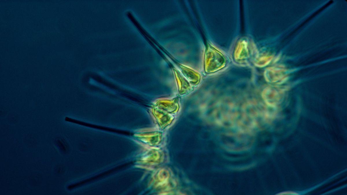 disminución del fitoplancton en los mares europeos