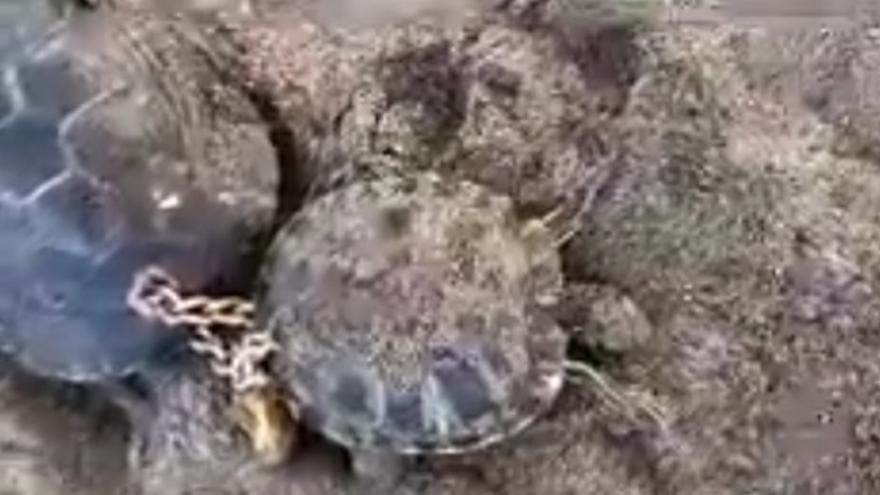 Las tortugas que fueron encadenadas en El Médano.