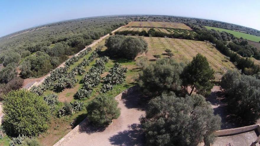 Zona de la Marina de Llucmajor donde se prevé el megaparque solar.