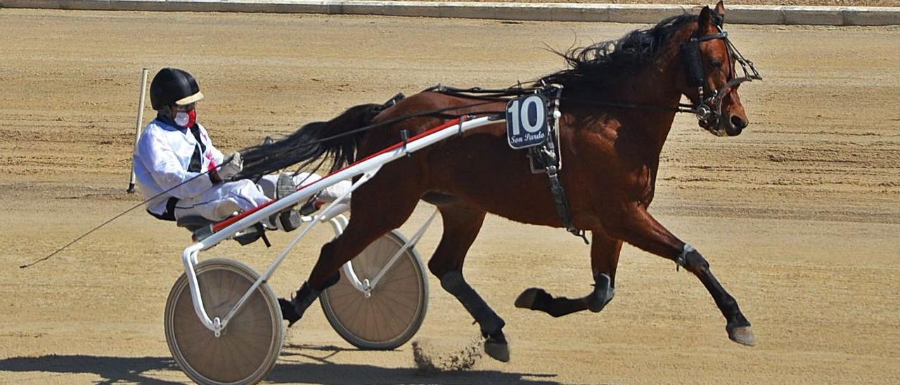 Elios PV, en su última carrera disputada en Palma, en el ‘Premi Son Pardo’.