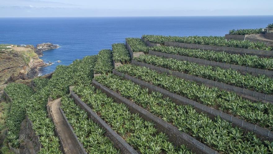 Razones de los excedentes de producción en el sector del plátano