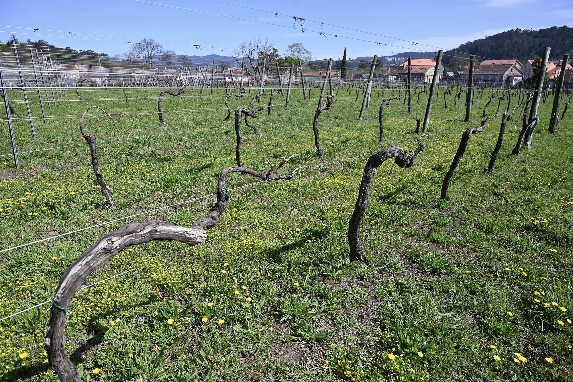 Agricultores recobran la memoria del monte con olivos resucitados en laboratorios (9).jpg