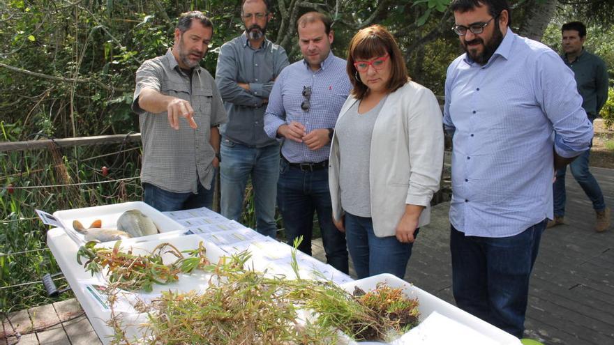 El COFIB ha eliminado 1,4 toneladas de carpas de s&#039;Albufera de Mallorca